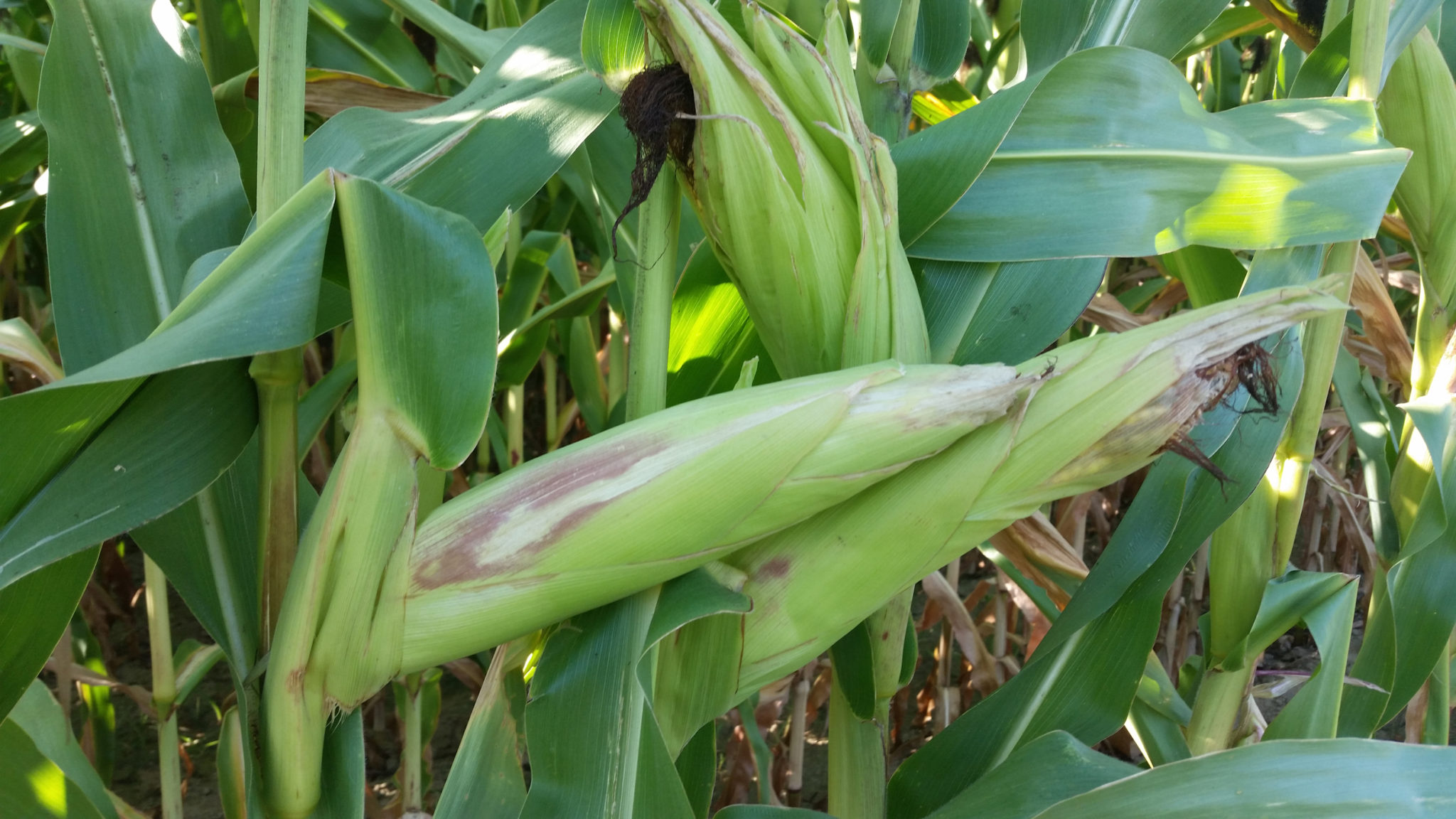 summer in long island- corn1