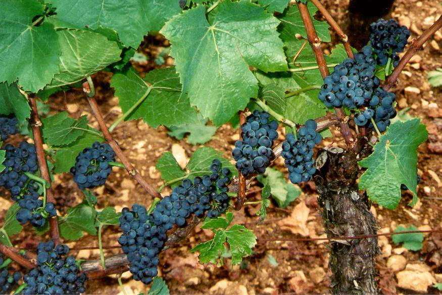 grapes