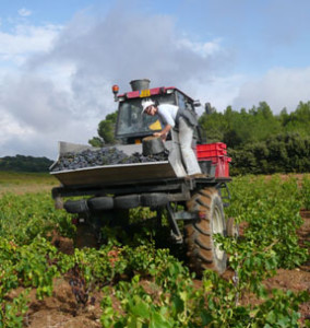 Laurence Féraud in the vineyard