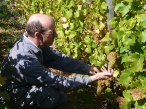 Jean Thevenet inspecting his grapes