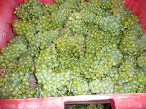 Grapes in Champagne