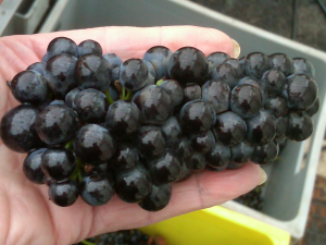 Millerandage clusters at Domaine Perrot-Minot