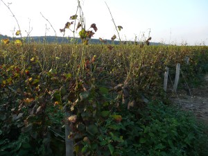 Mildew affected vineyard in Vosne-Romanée