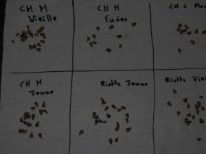 Analyzing the grape seeds