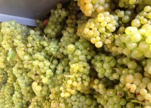 Champagne Stéphane Coquillette, Chardonnay harvest