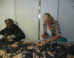 Mme Leroy at the sorting table