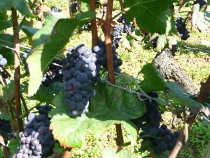 Mortet's Grapes