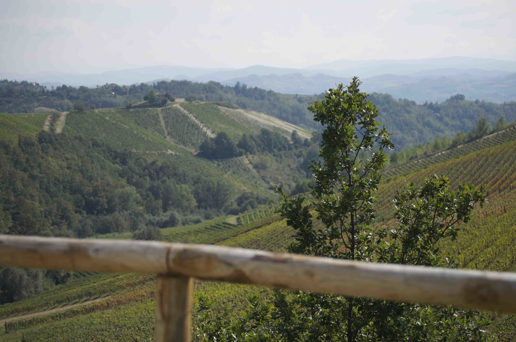 Vineyards in Piemonte