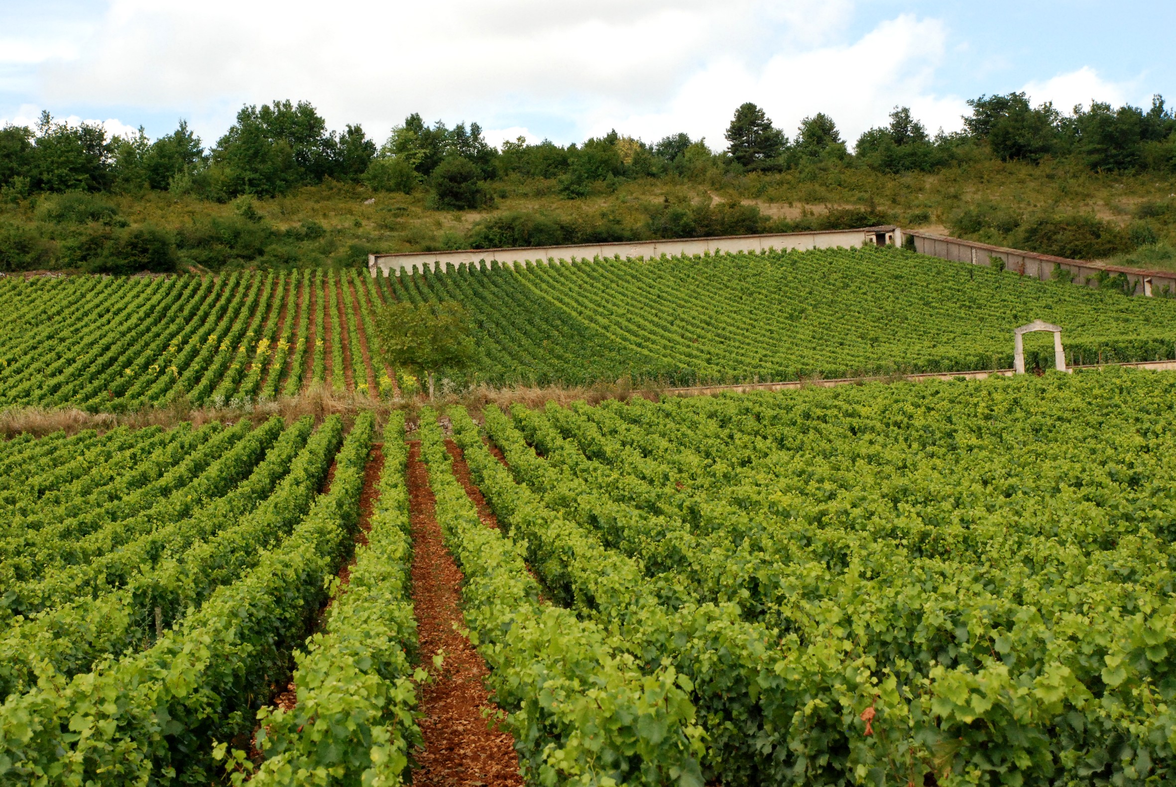 Domaine D'Auvenay