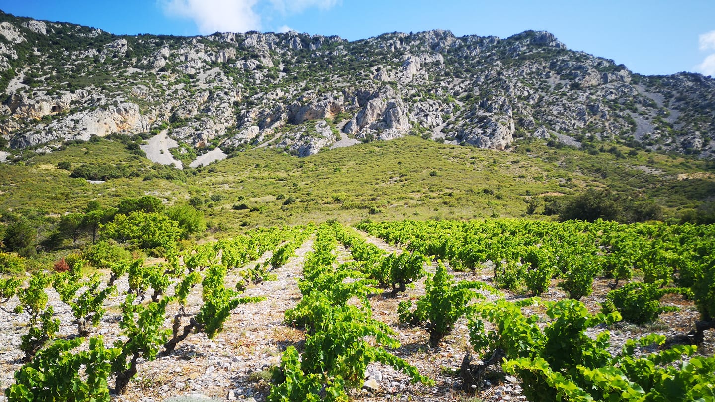 Domaine-Christophe-Marin-Vignoble-1 Marin