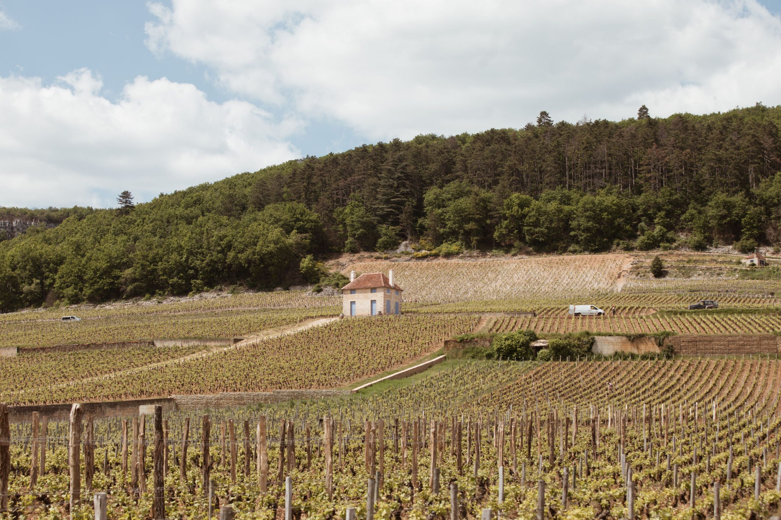 Dugat-Py Vineyard