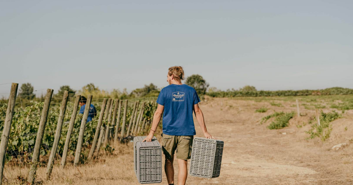 Niepoort - Quinta de Baixo Daniel with bins - Baixo