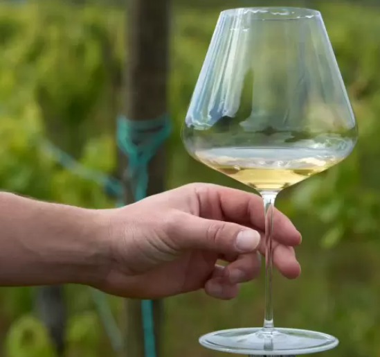 Hand holding wine glass - Docil