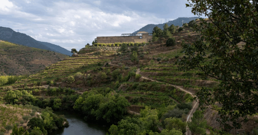 Vineyard Napoles