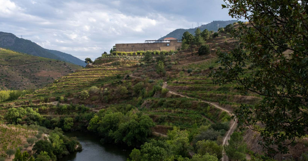Vineyard Napoles