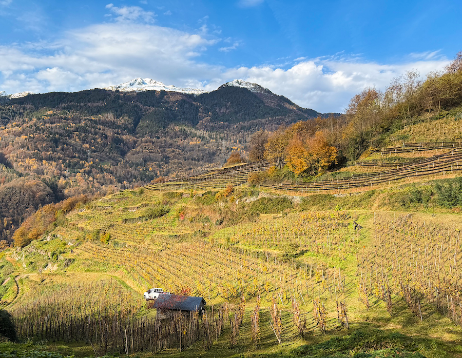 Ardoisieres Vineyard