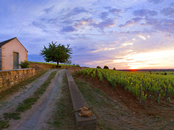 Vineyards in Beaune, Burgundy