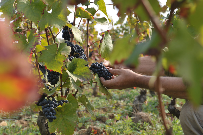 Domaine Denis Mortet in Gevrey-Chambertin, Burgundy