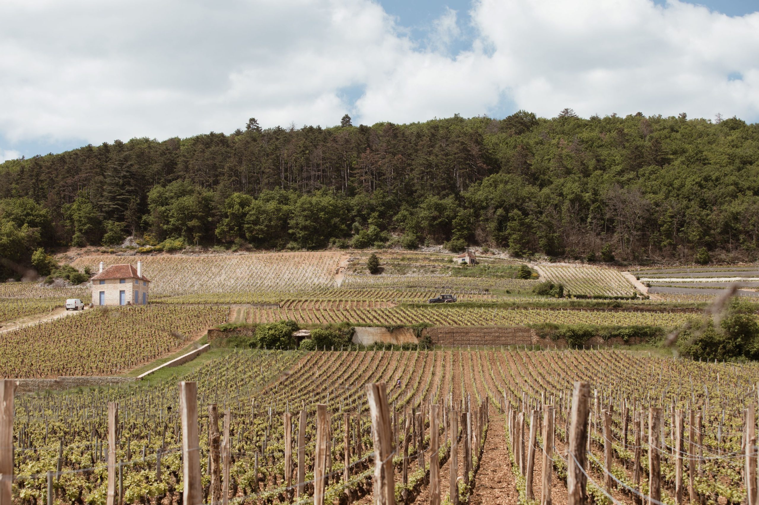 DUPY Vineyard